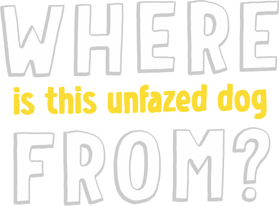 Where is this unfazed dog from?